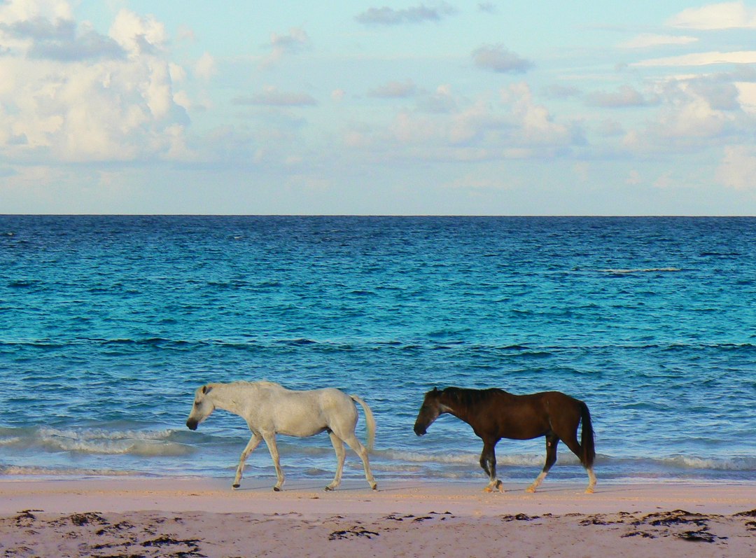 Лошади на Розовом пляже