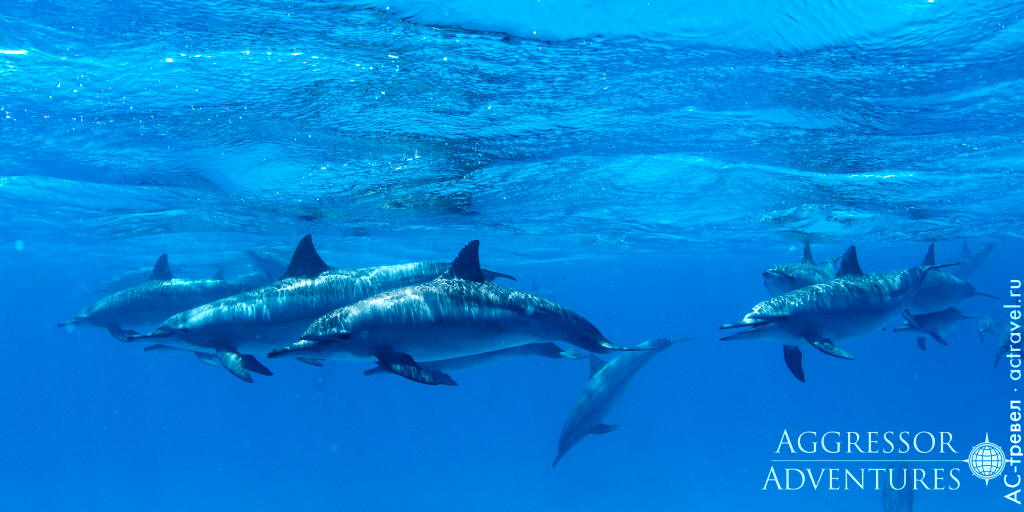 Дельфины. Погружение в Красном море