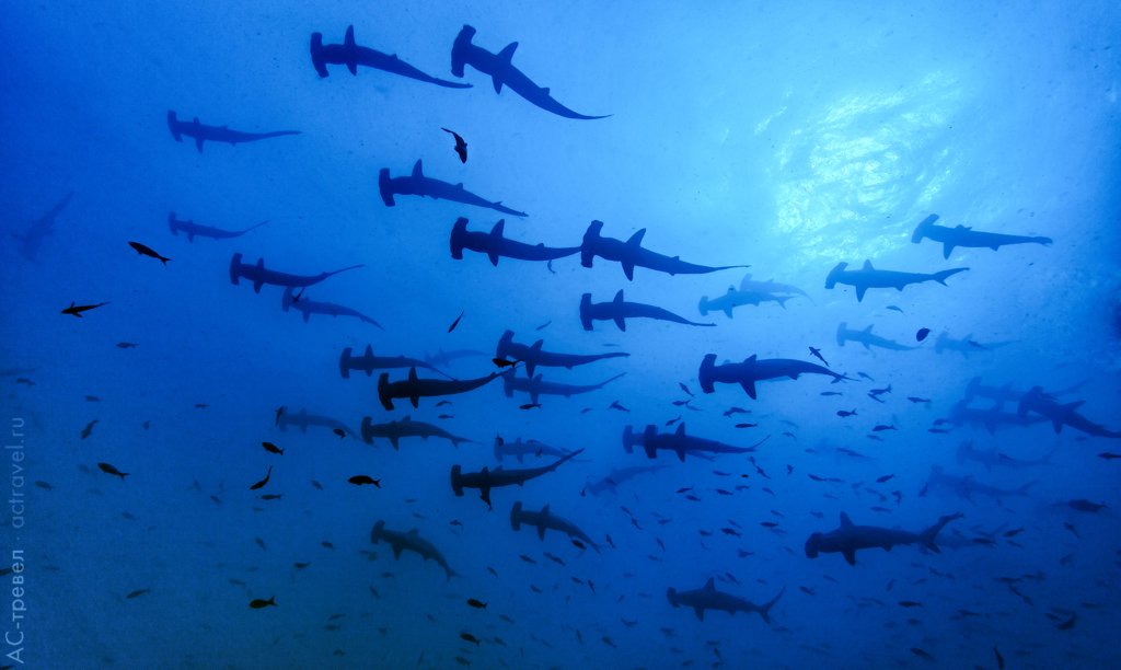 Погружение с молотоголовыми акулами в Судане