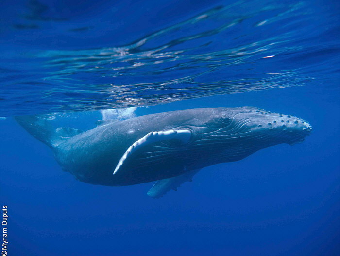 Погружения с китами на Реюньоне