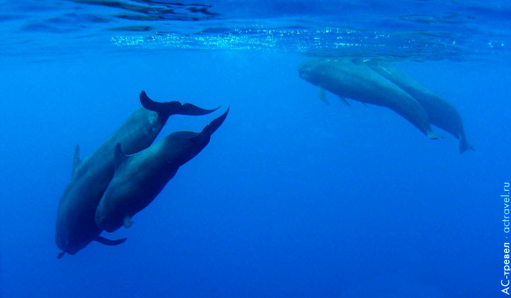 Погружение у островов Ислас-де-ла-Баия, Гондурас: дельфины