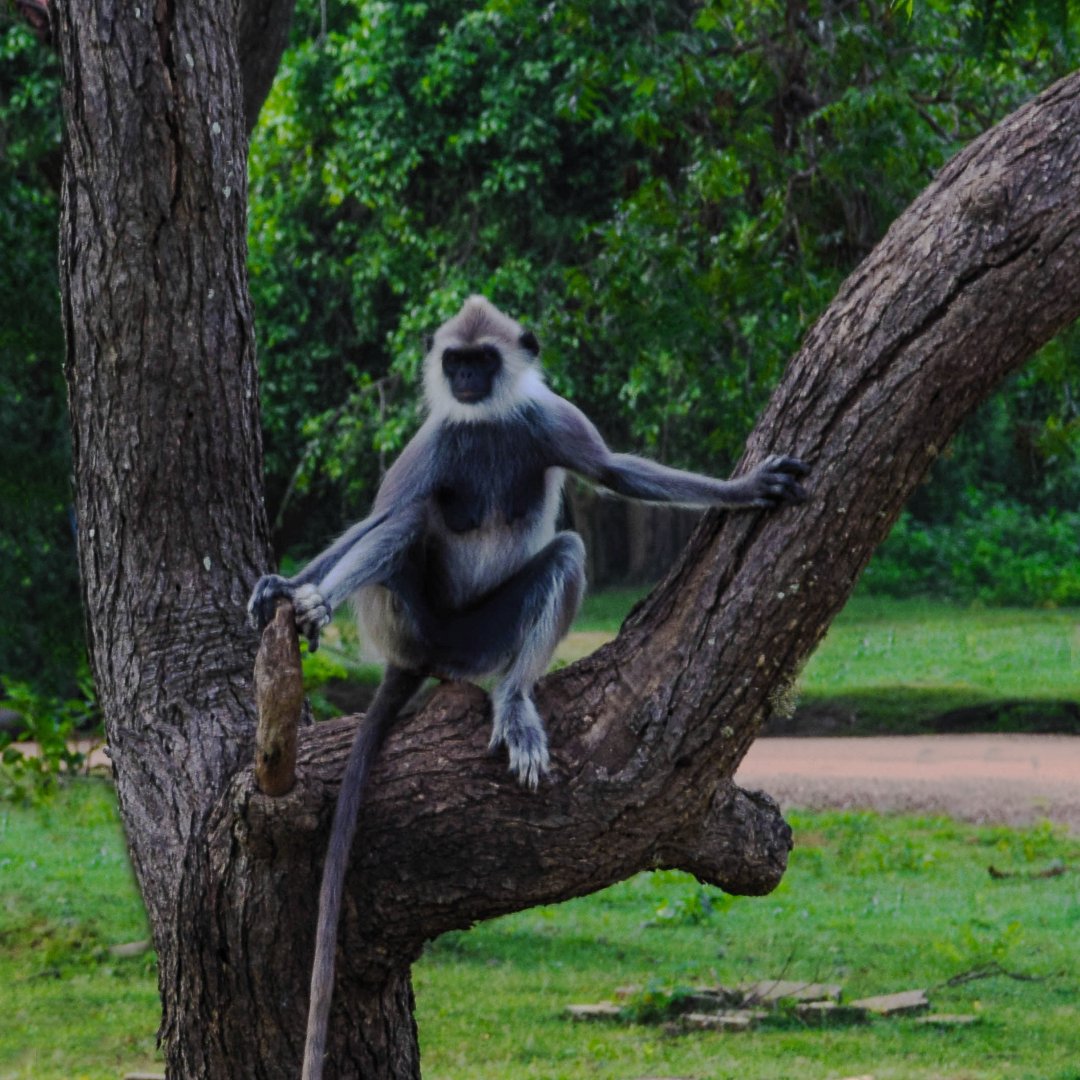 Цейлонская обезьяна