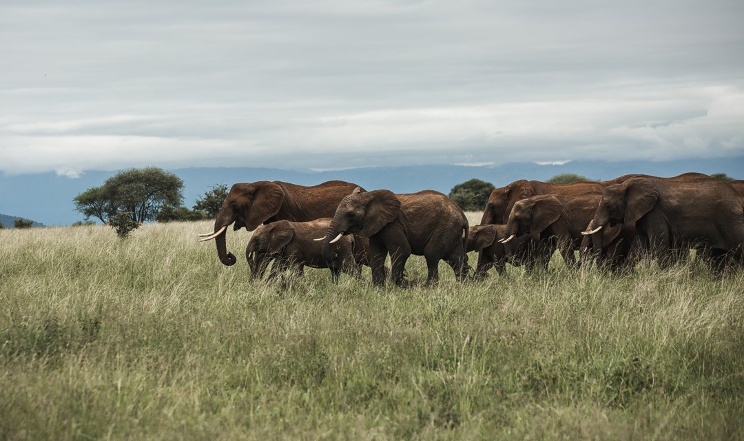 Слоны в Танзании