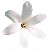 Полинезийский цветок тиаре