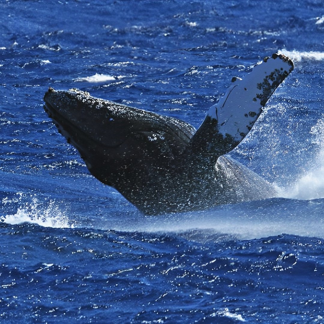 Погружение с горбатыми китами, о. Солт-Кэй, Тёркс и Кайкос
