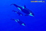  Manta Ray Bay Resort (- ), 